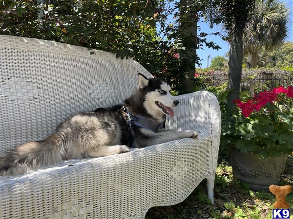 Siberian Husky dog